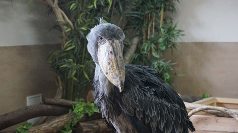 那須キャンプ場に行かれたら、「那須どうぶつ王国」12