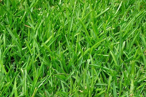 grass-g827d5da4e_640