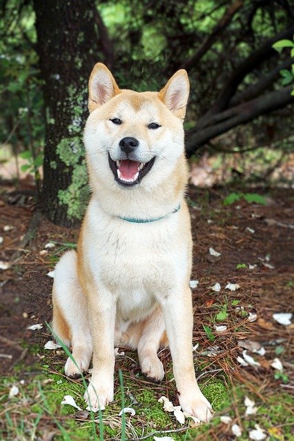 shiba-inu-g13deafd74_640