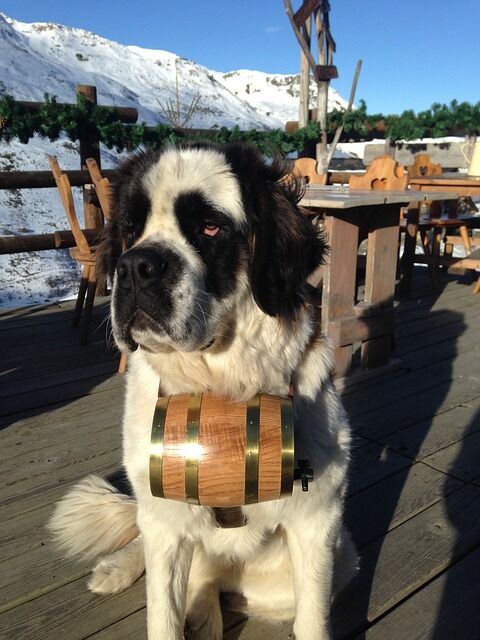 saint-bernard-726005_640
