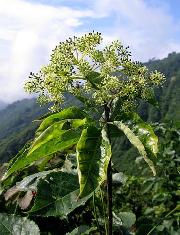 369px-Chengiopanax_sciadophylloides_4