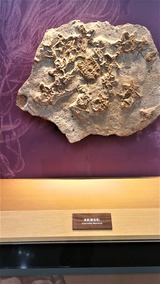 SHIZEN (5)