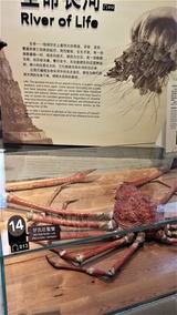 zu (2)