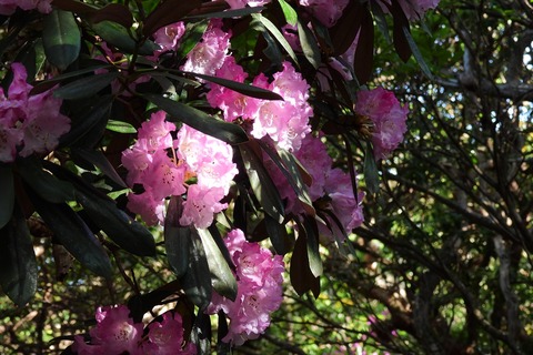 dscn5535