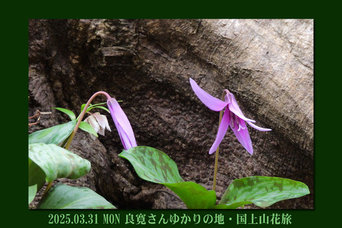 kugami0331top