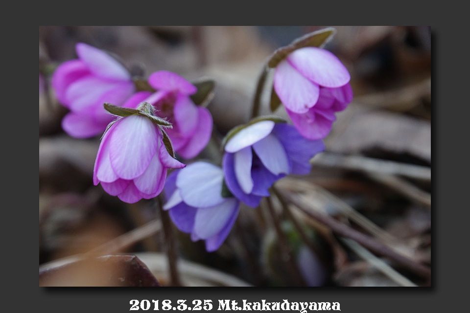 18 3 25 角田山 雪割草花旅 ひらさんのhighトレッキング速報版 18 3 25 角田山 雪割草花旅 ひらさんのhighトレッキング速報版