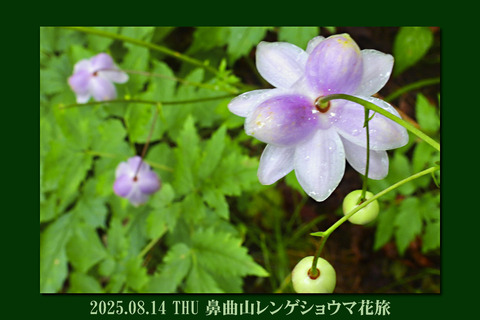 hanamagariyama0814top