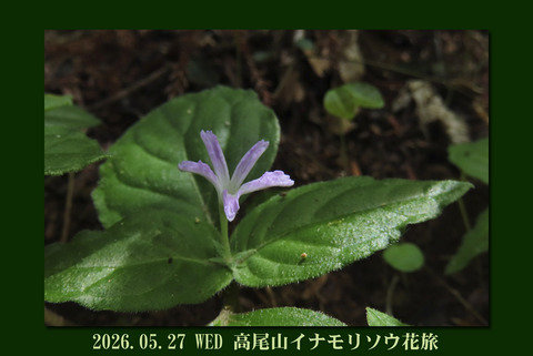 takaosan0527top