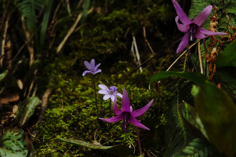klq5526
