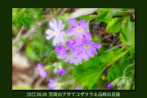 kurohutakamitop