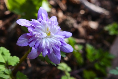 dscn562311a