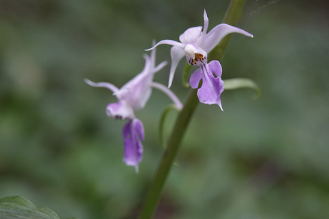 natuebine3