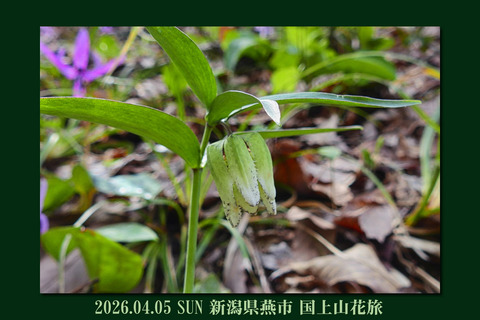 kugami0405top