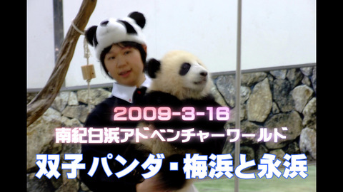 pandavideo1