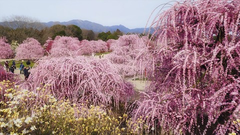 mikio090415a
