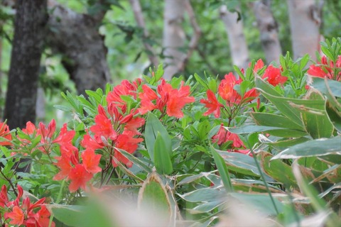 yamau049
