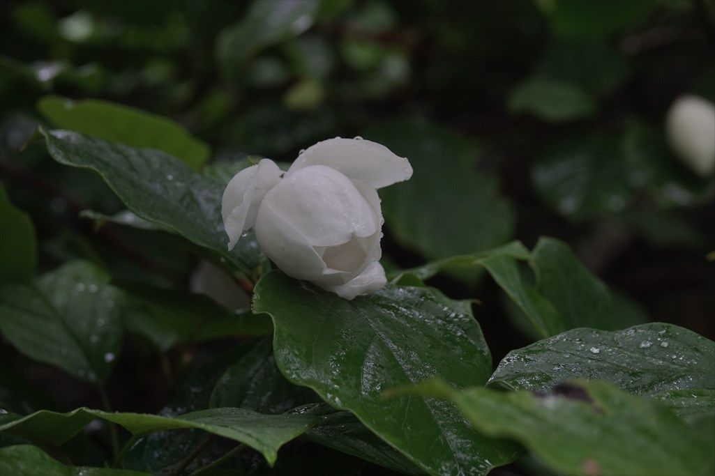 イメージ 35