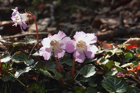 dscn0255