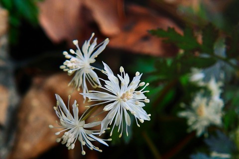 dscn0135a
