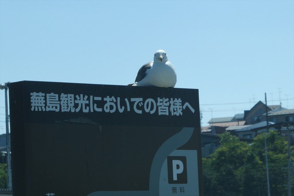 イメージ 41
