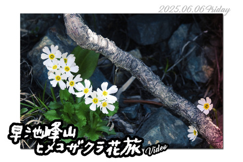 hayachinedouga1