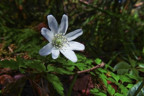 dscn5848a