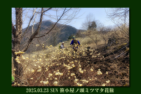 sasakoyanokasiratop