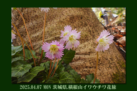 yokoneyamatop