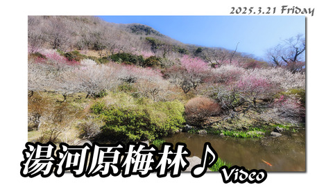 yugawaradouga1