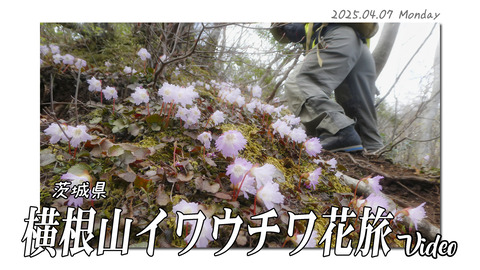 yokoneyamvideo2