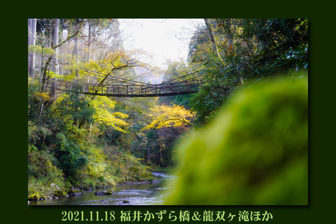 fukuikazuratop