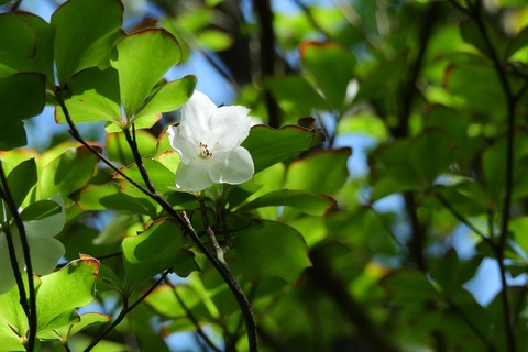 dscn5456