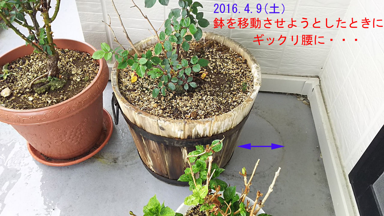 イメージ 5
