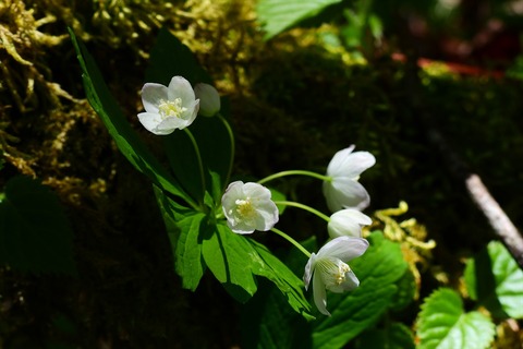 dscn6529