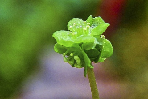 renpuku644021a