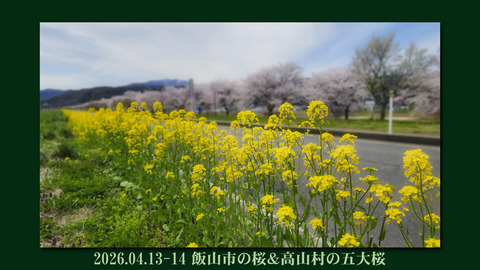 hokusinsakura0413top