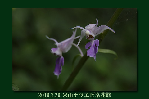 natuebine4