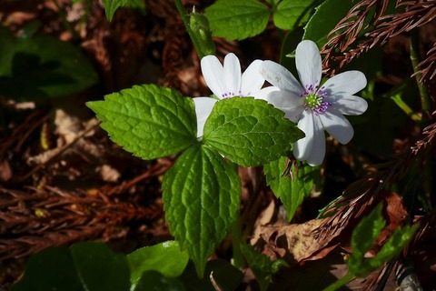 dscn5966a