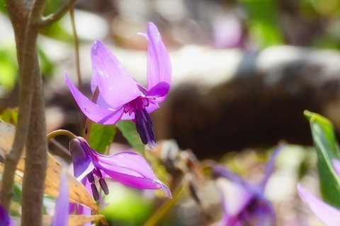 dscn6051a