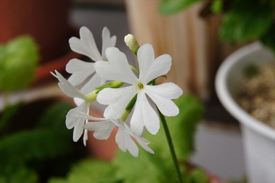 イメージ 9