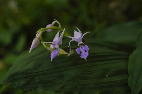 natuebine2