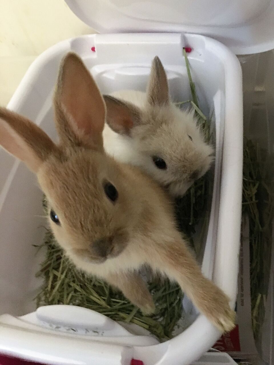 ミッフィーは我が家のウサギ達の子 カナダ生活はウサギと共に カナダ生活 お酒と共に モザイク文化の魅力 ミッフィーは我が家のウサギ達の子 カナダ生活はウサギと共に カナダ生活 お酒と共に モザイク文化の魅力