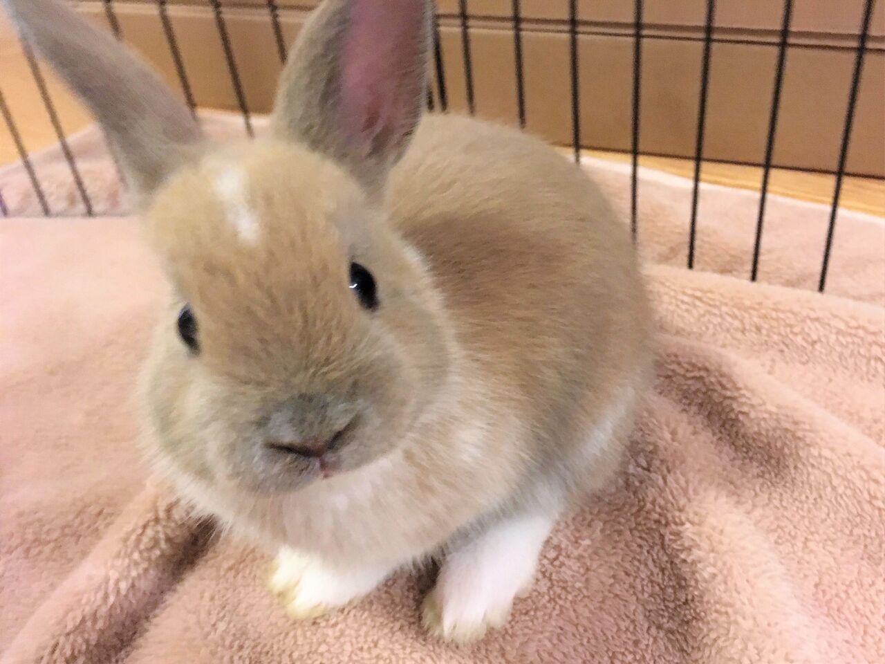 ミッフィーは我が家のウサギ達の子 カナダ生活はウサギと共に カナダ生活 お酒と共に モザイク文化の魅力