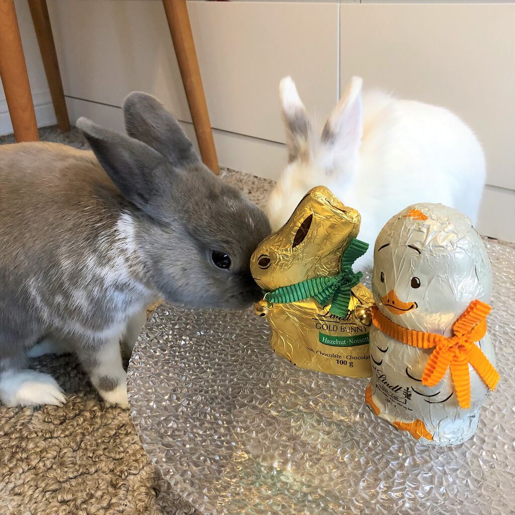 ウサギの日【Happy Easter 2021】 : カナダ生活 お酒と共に～モザイク