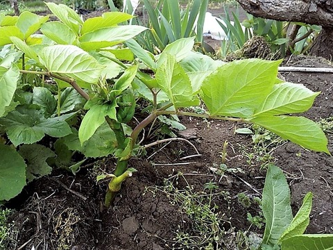 IMG-1954