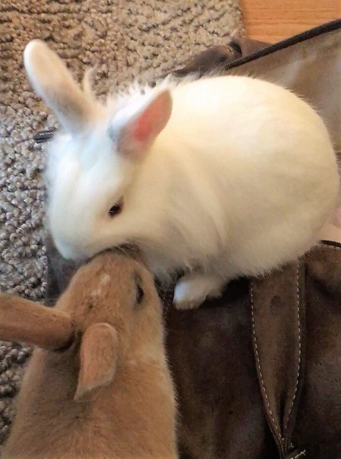 ミッフィーは我が家のウサギ達の子 カナダ生活はウサギと共に カナダ生活 お酒と共に モザイク文化の魅力