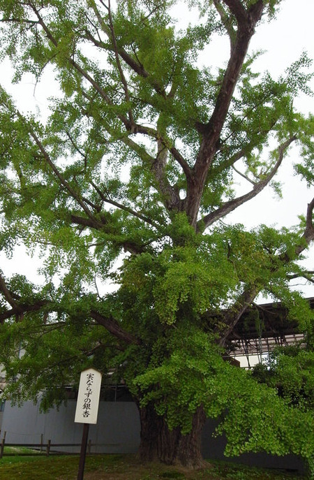 勝興寺、銀杏