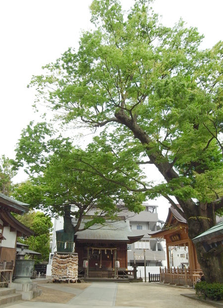 松戸神社0