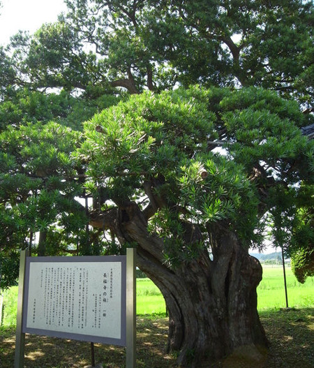 筆掛けの槙