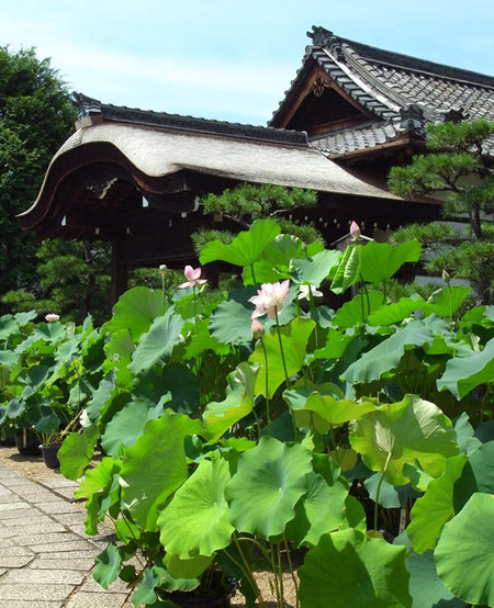 法金剛院